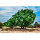 Johannisbrot ganz getrocknet 500 g