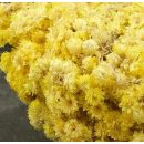 Altinotu, Altin otu, Strohblume, Helichrysum arenarium 50 g Premium Qualität